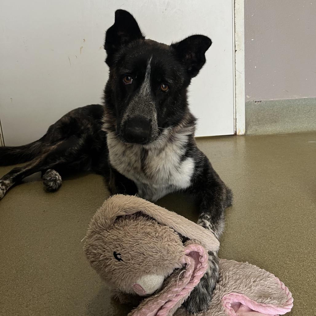 Kiwi, Adoptable, Adult Female Shepherd & Cattle Dog.