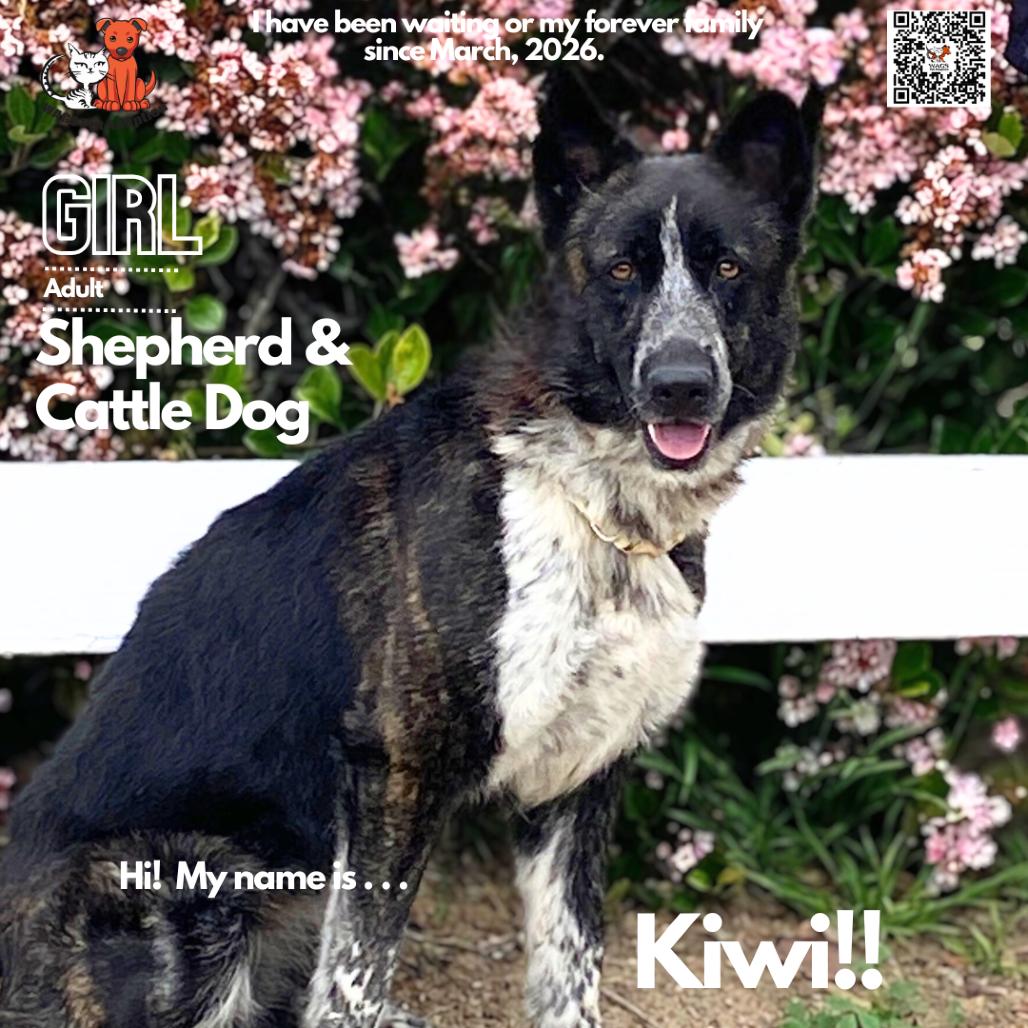 Enlarge Kiwi, a Adoptable mixed breed in Westminster, CA image 2/2