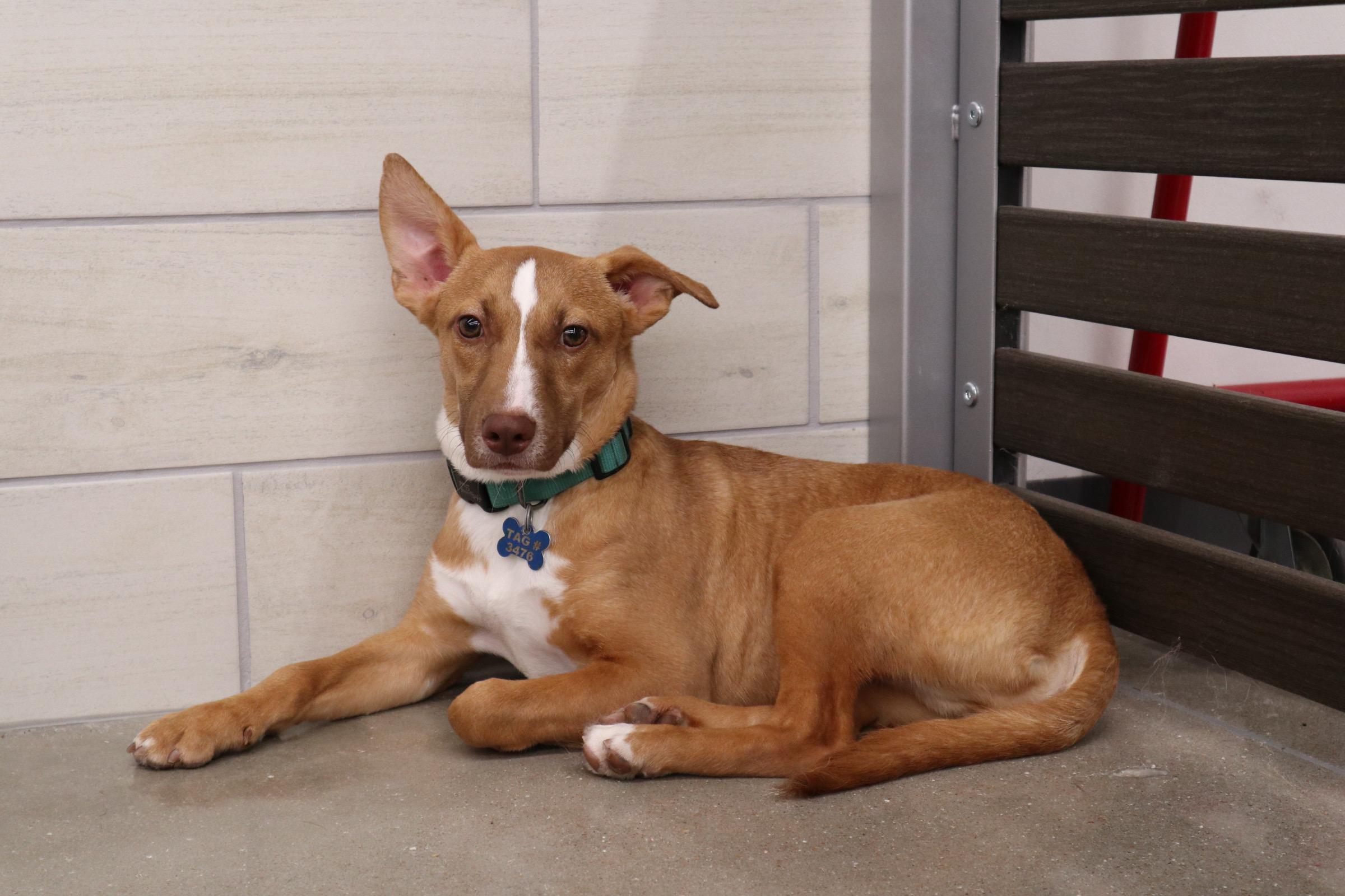 Gordon, an adoptable Mixed Breed, Feist in Rossville, TN, 38066 | Photo Image 5