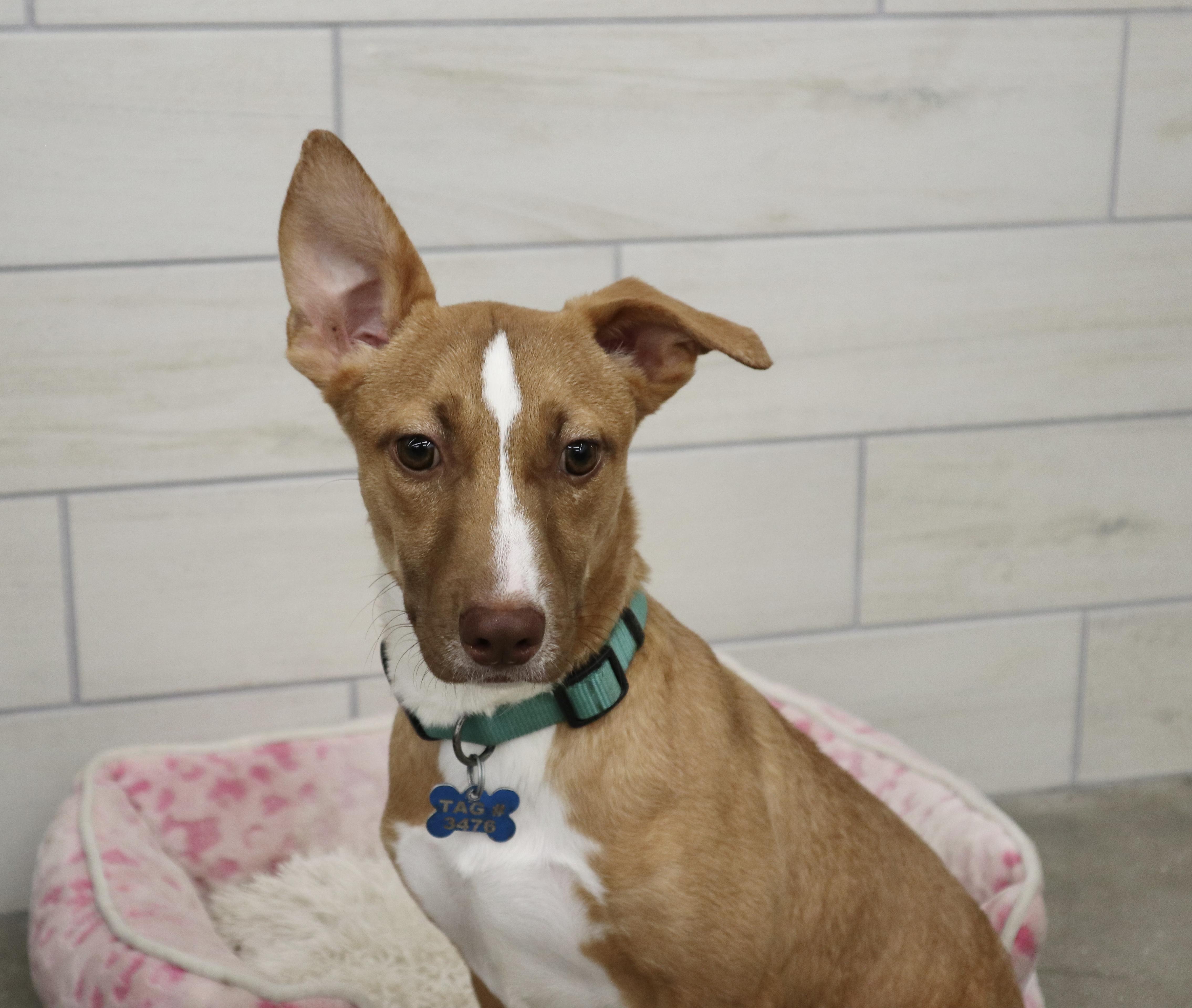 Gordon, an adoptable Mixed Breed, Feist in Rossville, TN, 38066 | Photo Image 6