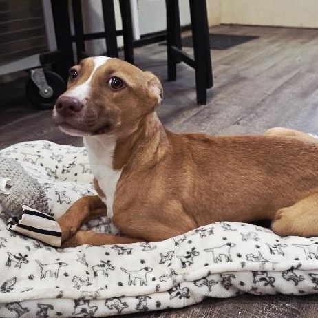 Gordon, an adoptable Mixed Breed, Feist in Rossville, TN, 38066 | Photo Image 3