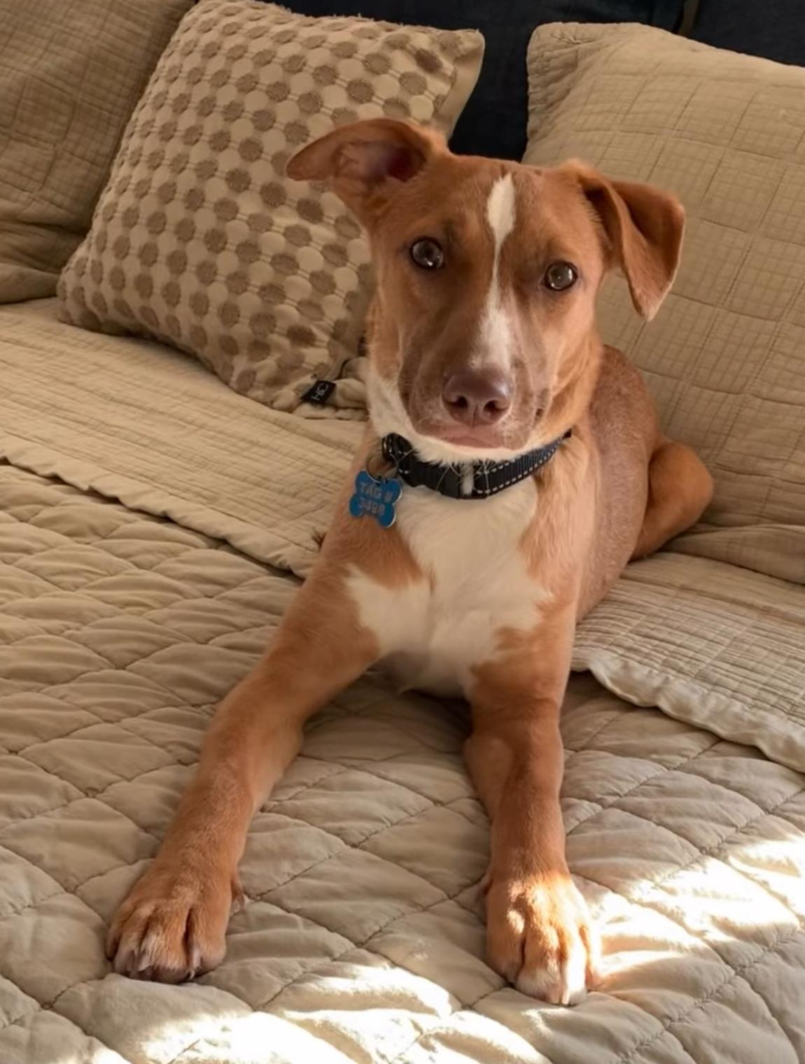 Gordon, an adoptable Mixed Breed, Feist in Rossville, TN, 38066 | Photo Image 1