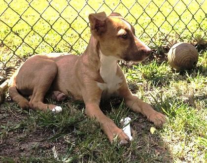 Gordon, an adoptable Mixed Breed, Feist in Rossville, TN, 38066 | Photo Image 4