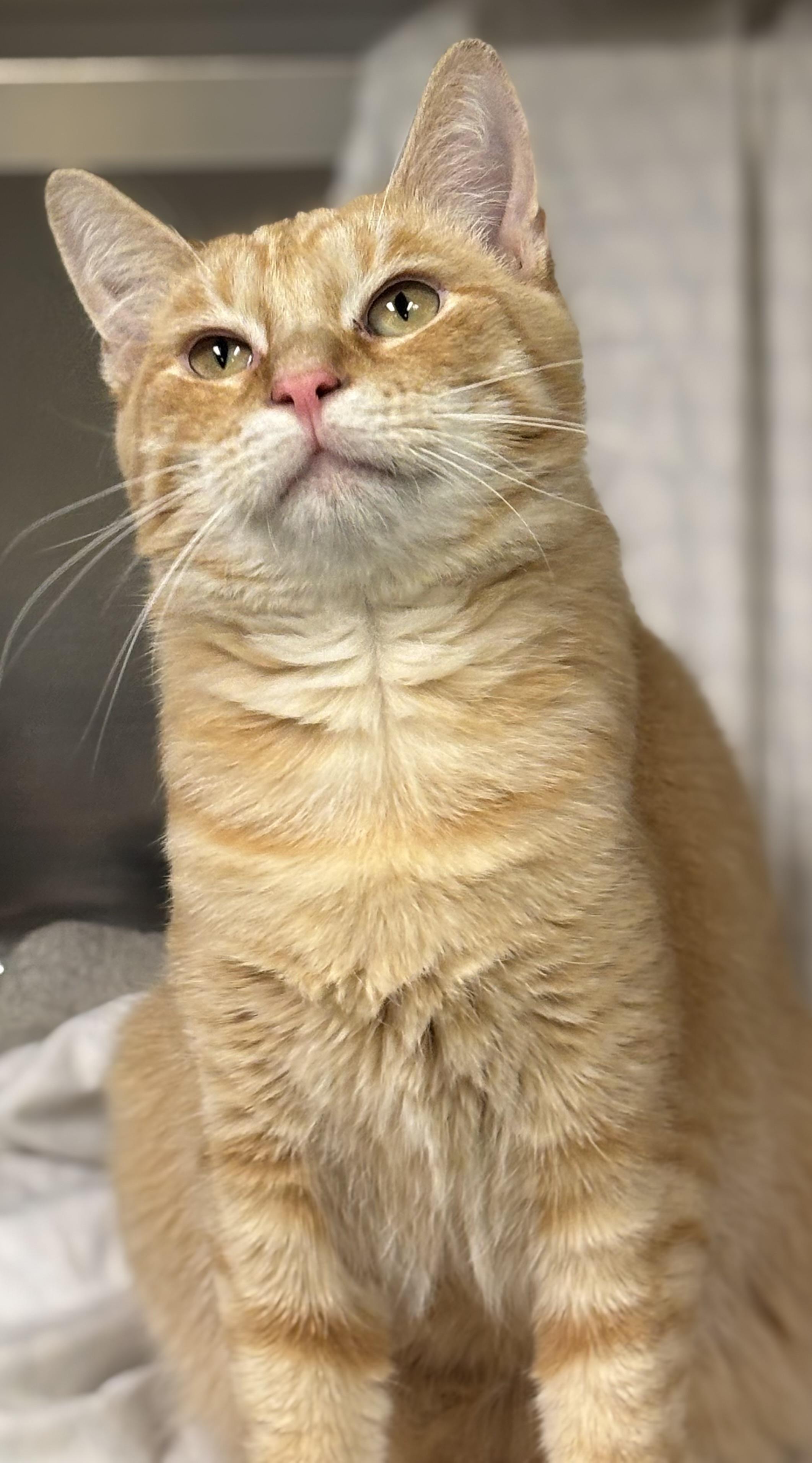 Enlarge Crumble, a Adoptable Domestic Short Hair in Ravenna, OH image 1/4