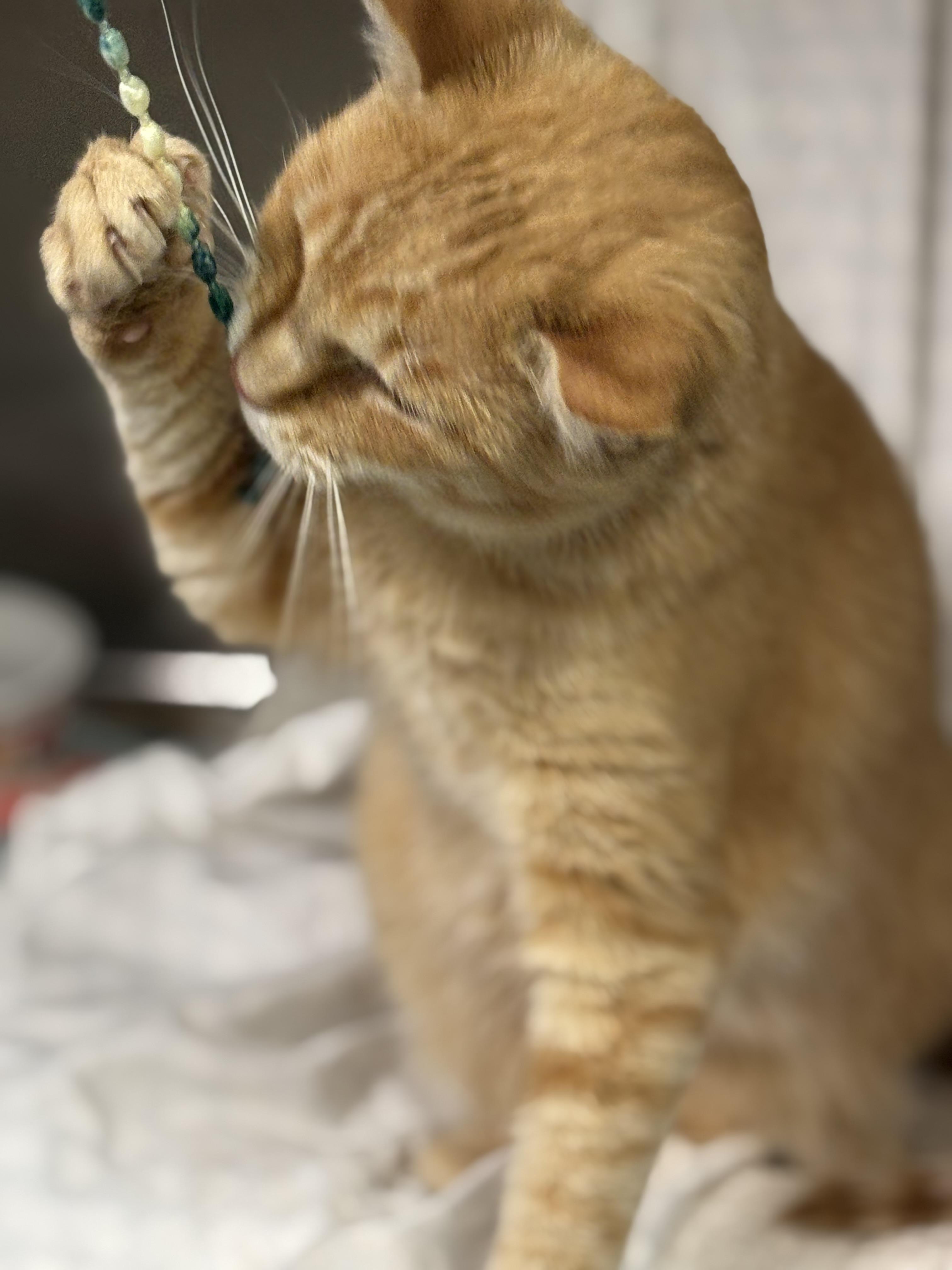 Enlarge Crumble, a Adoptable Domestic Short Hair in Ravenna, OH image 2/4