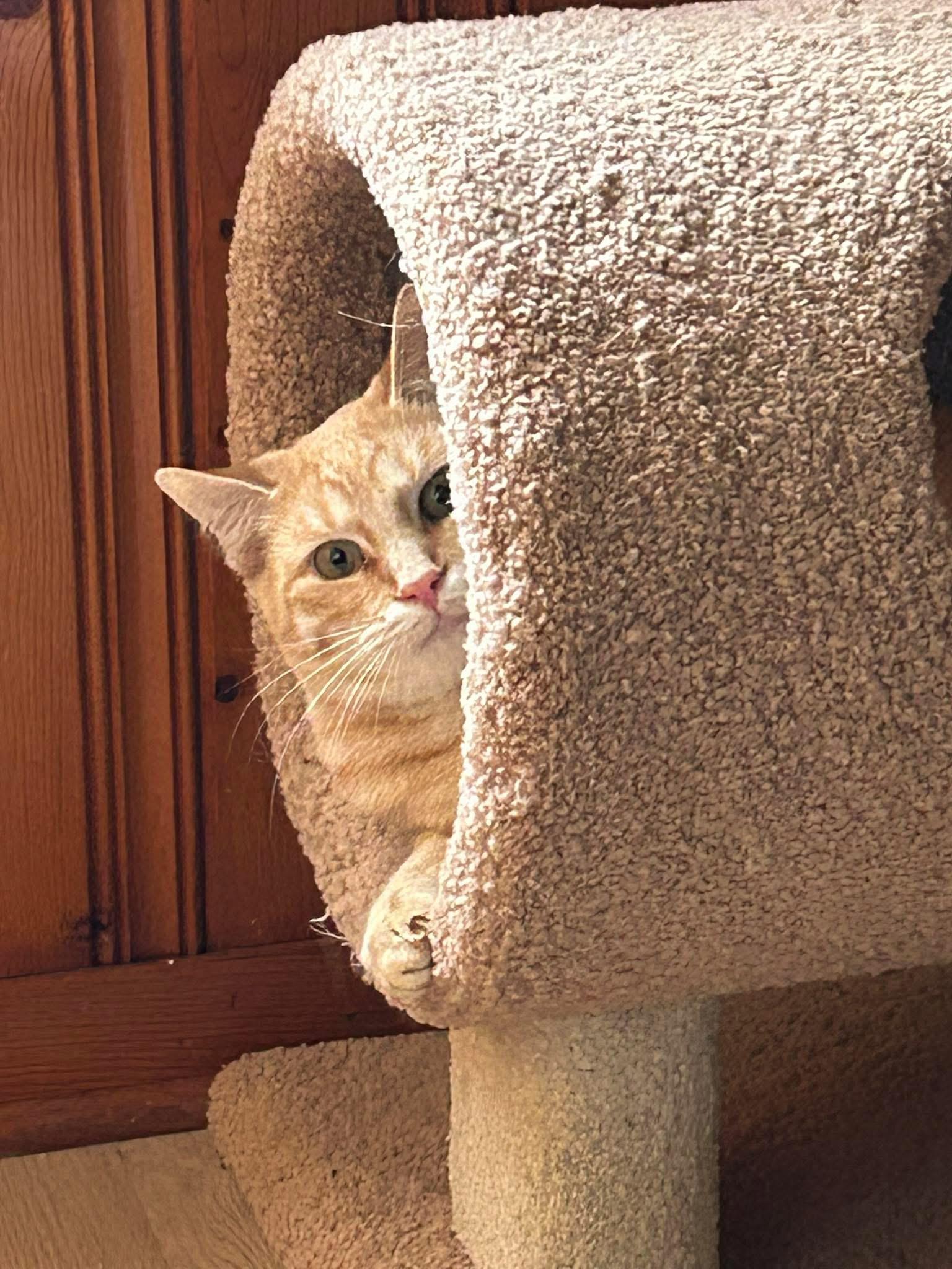 Enlarge Crumble, a Adoptable Domestic Short Hair in Ravenna, OH image 3/4