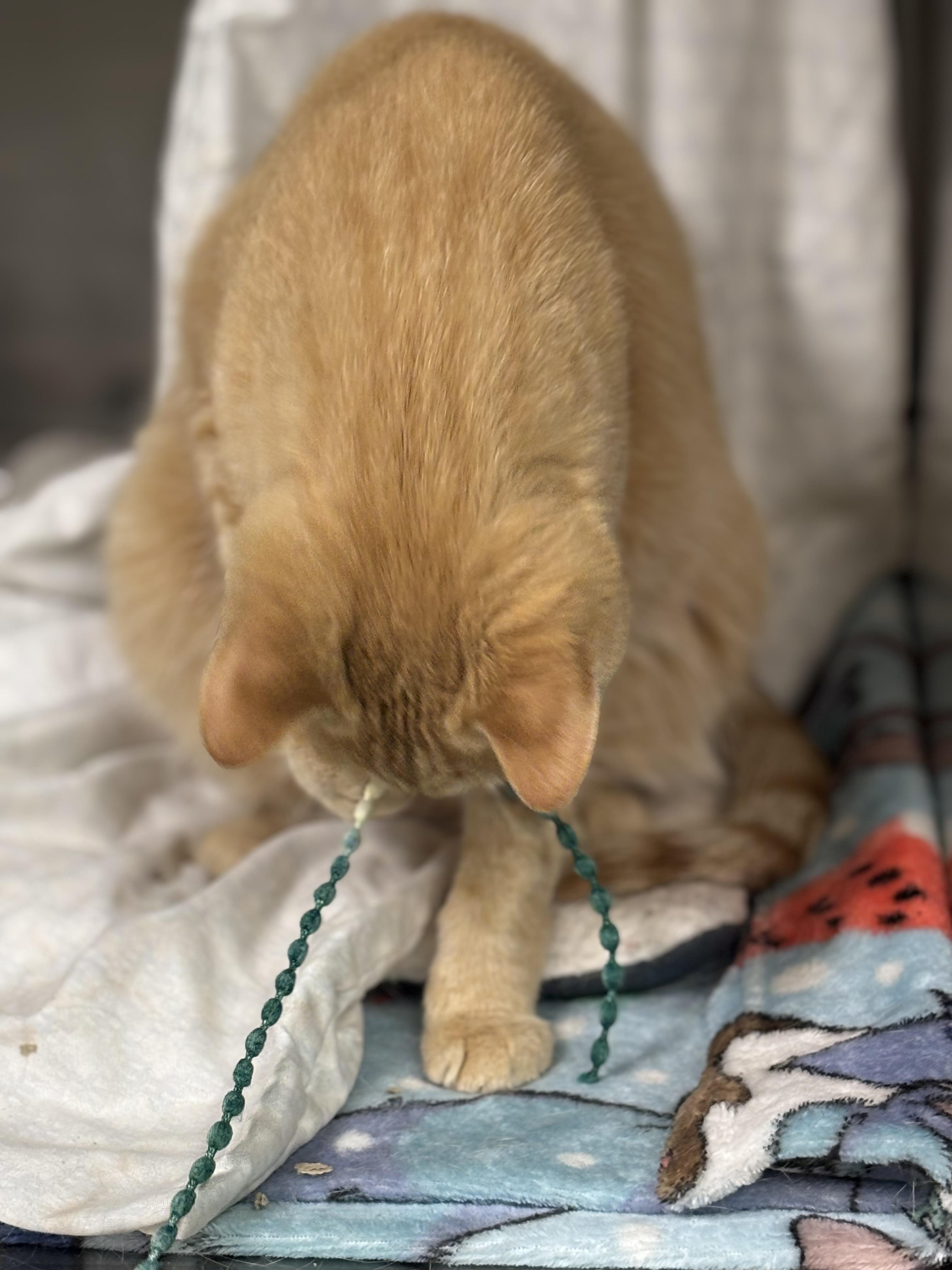 Enlarge Crumble, a Adoptable Domestic Short Hair in Ravenna, OH image 4/4