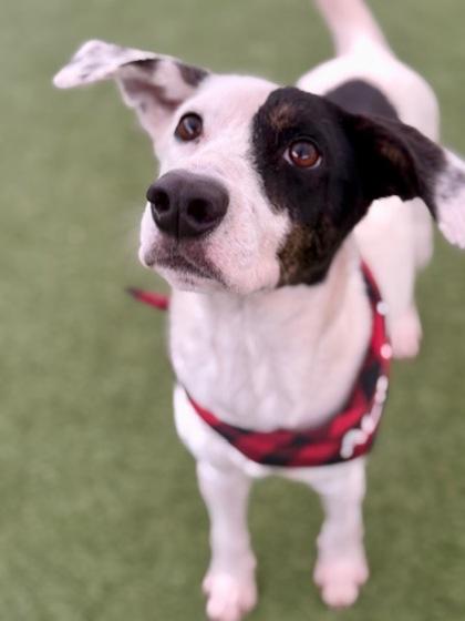 Molly, Adoptable, Adult Female Mixed Breed & Mixed Breed.