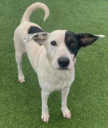 Molly, a Adoptable mixed breed in Fort Worth, TX image 2/3