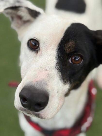 Molly, a Adoptable mixed breed in Fort Worth, TX image 3/3
