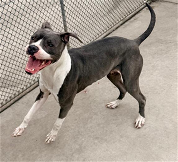 MACKINNON, Adoptable, Adult Female Pit Bull Terrier.
