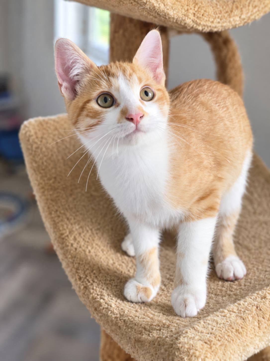 Max, Adoptable, Kitten Male Domestic Short Hair.