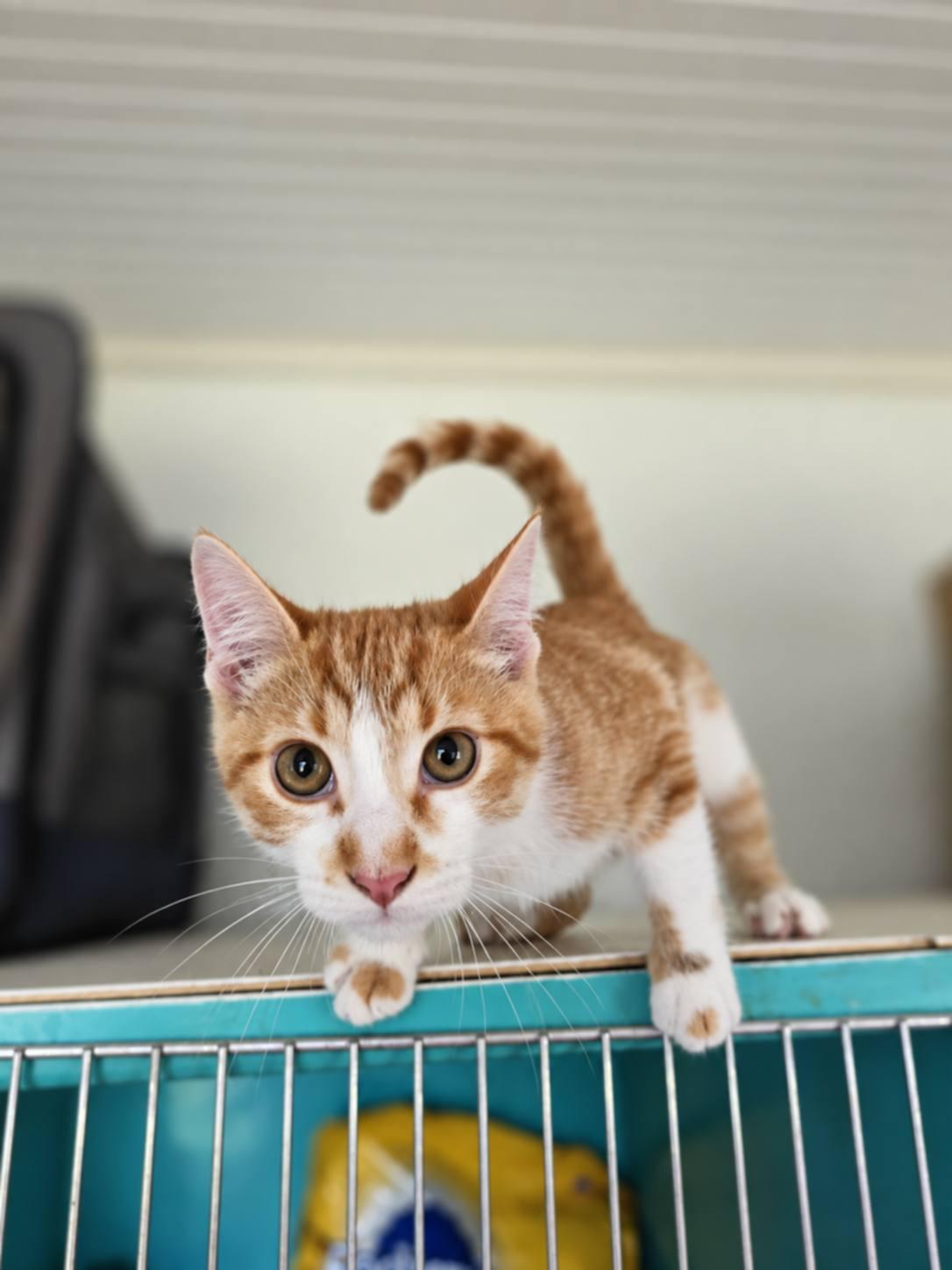 Enlarge Max, a Adoptable Domestic Short Hair in Heuvelton, NY image 2/2