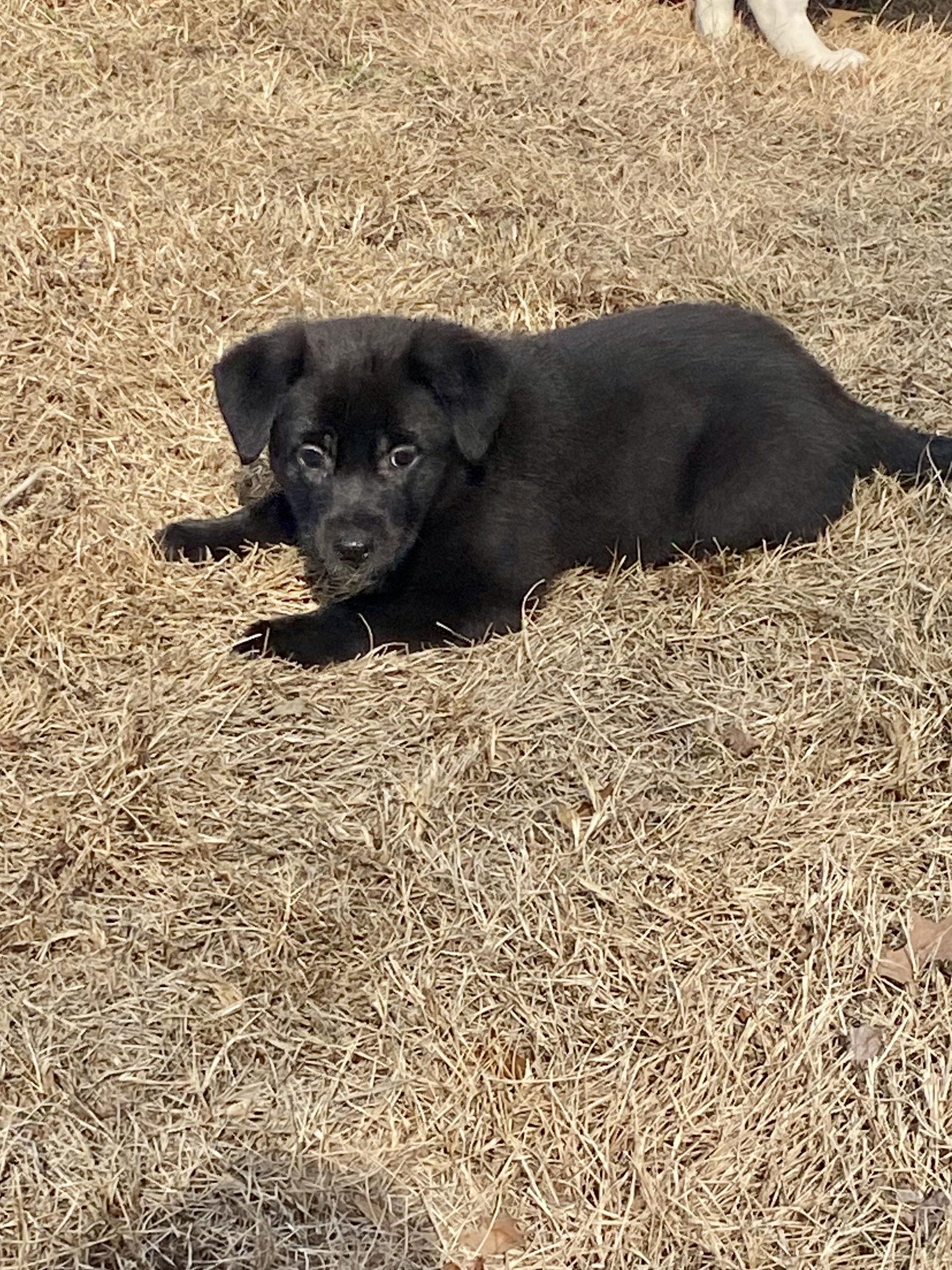 Enlarge Inky, a Adoptable mixed breed in Barnhart, MO image 1/3