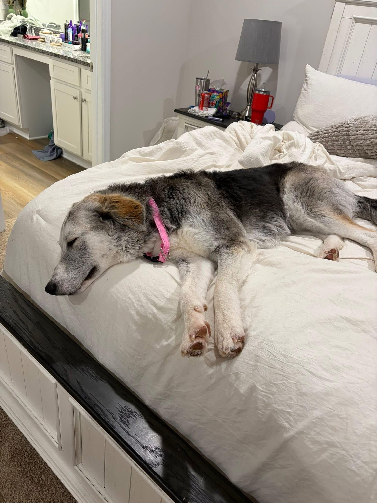 Enlarge Nellie - Super Sweet!, a Adoptable mixed breed in Dawsonville, GA image 4/5