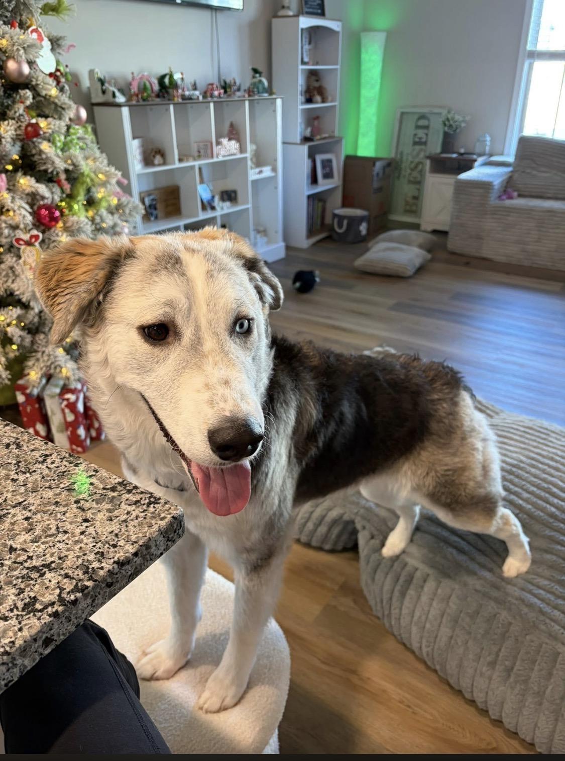 Nellie - Super Sweet!, Adoptable, Young Female Husky & Border Collie.