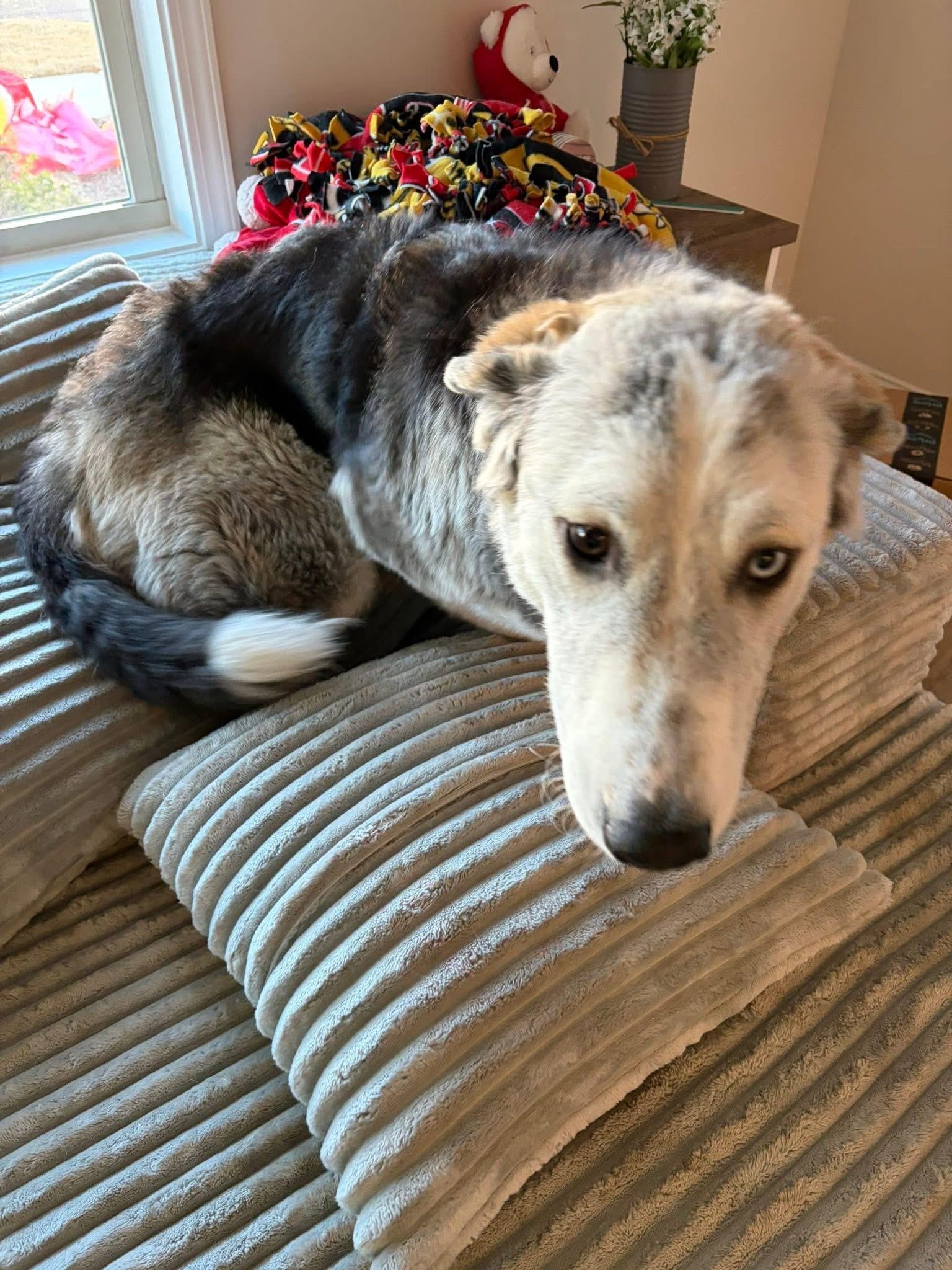 Enlarge Nellie - Super Sweet!, a Adoptable mixed breed in Dawsonville, GA image 5/5