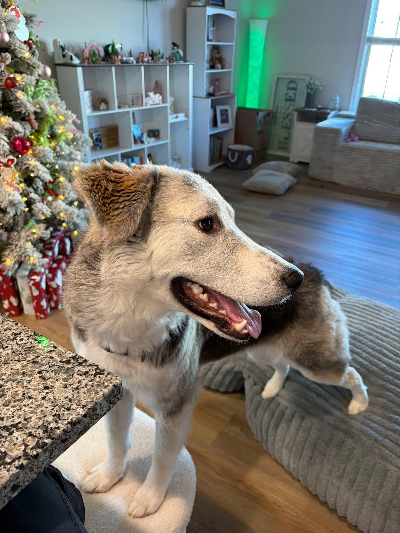 Enlarge Nellie - Super Sweet!, a Adoptable mixed breed in Dawsonville, GA image 2/5