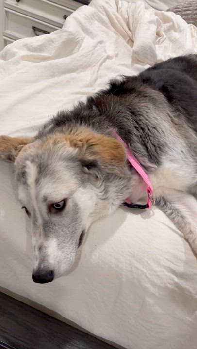 Enlarge Nellie - Super Sweet!, a Adoptable mixed breed in Dawsonville, GA video 3/5