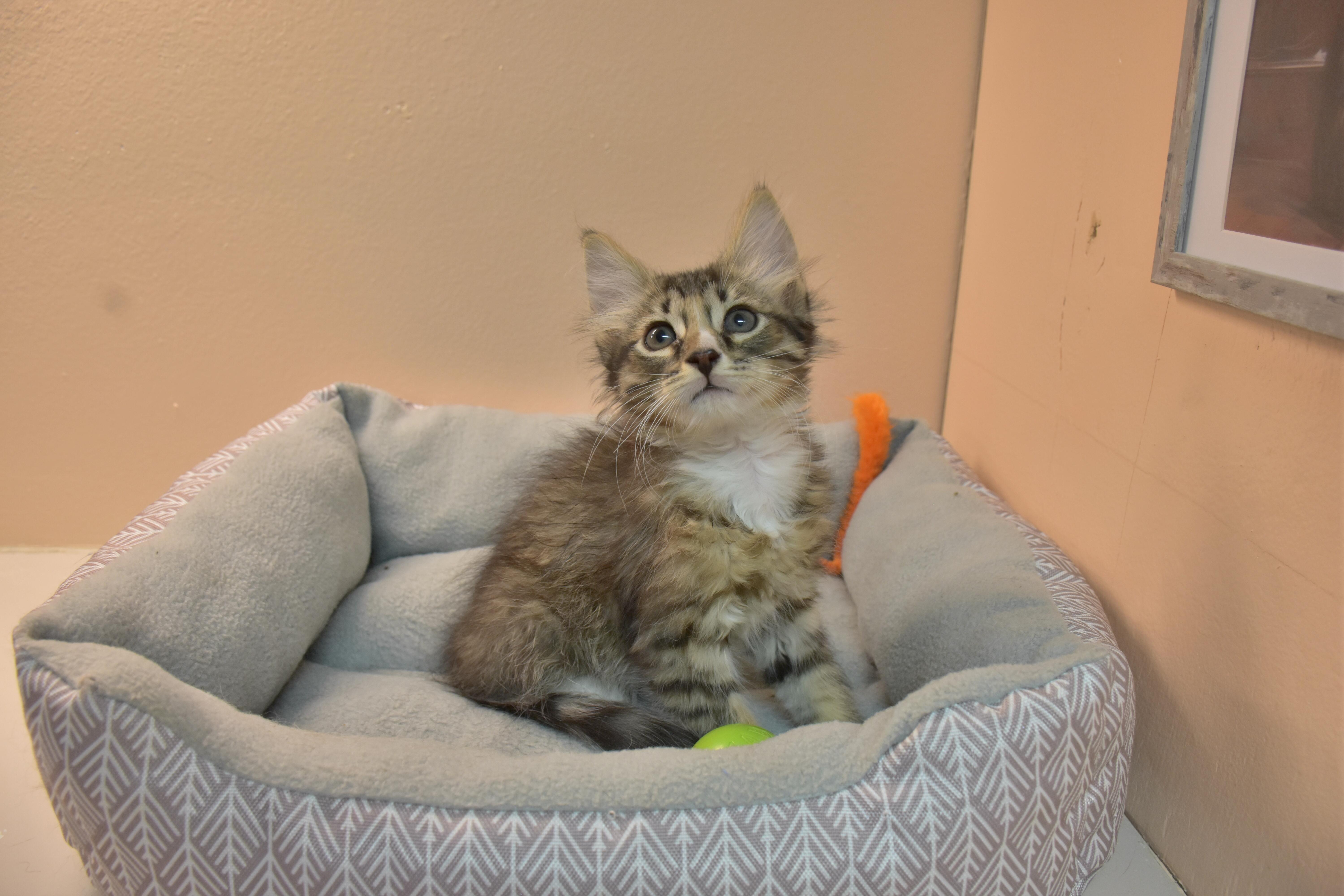 Rye, adopted, Kitten Male Maine Coon.