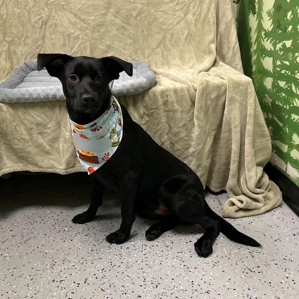 Jimmy Kibble, Adoptable, Puppy Male Labrador Retriever.