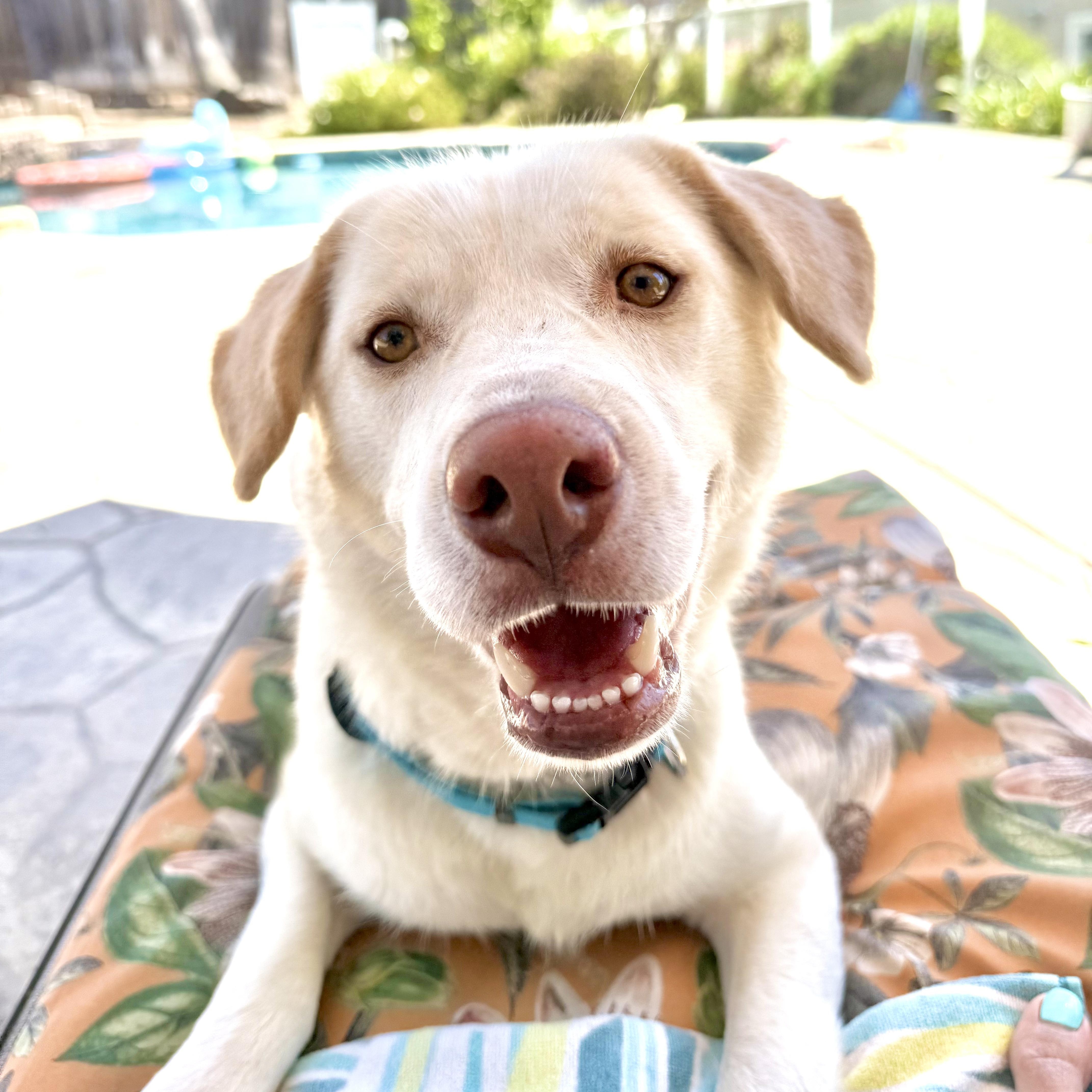 Enlarge Fernie girl!, a Adopted mixed breed in el cajon, CA image 3/4