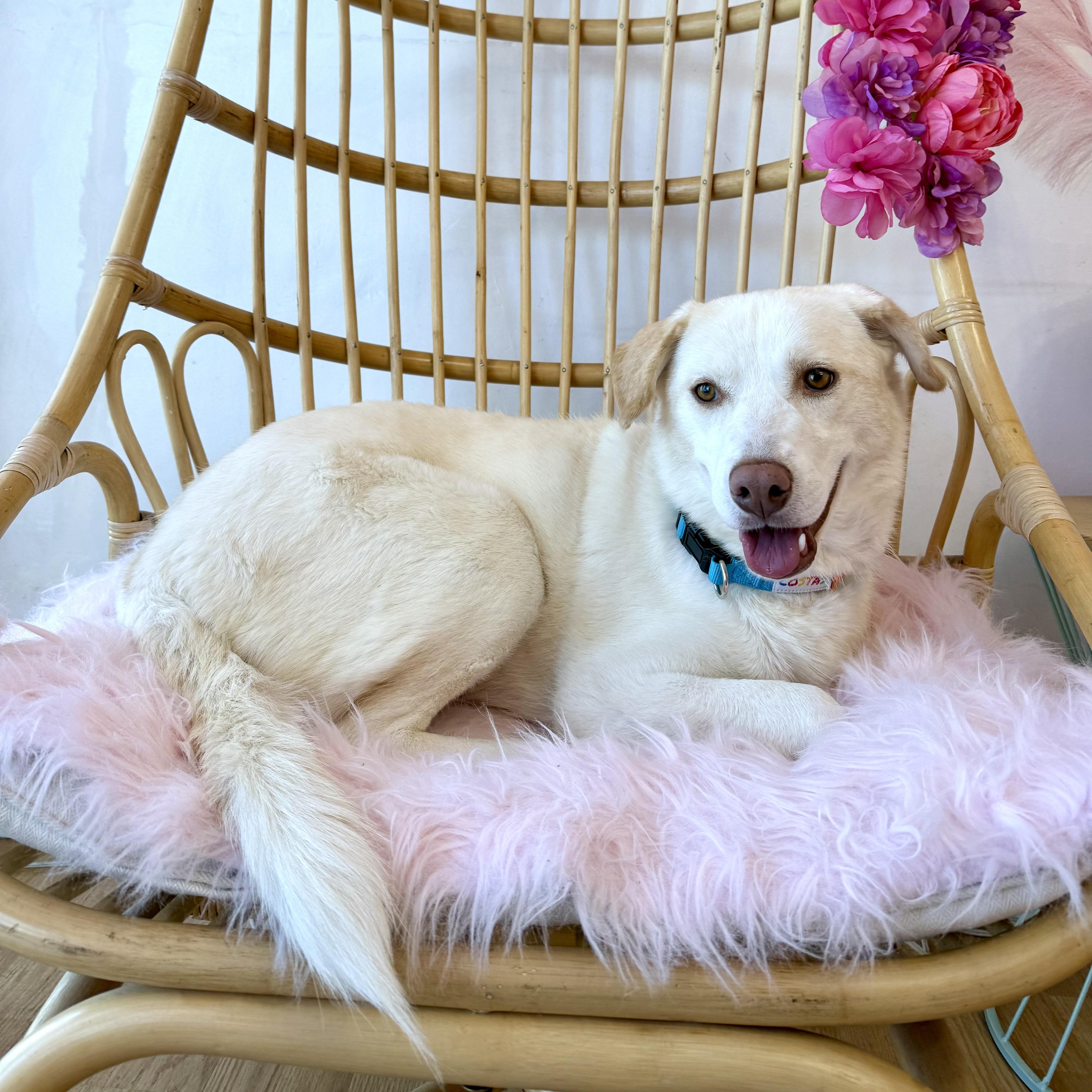 Enlarge Fernie girl!, a Adopted mixed breed in el cajon, CA image 1/4