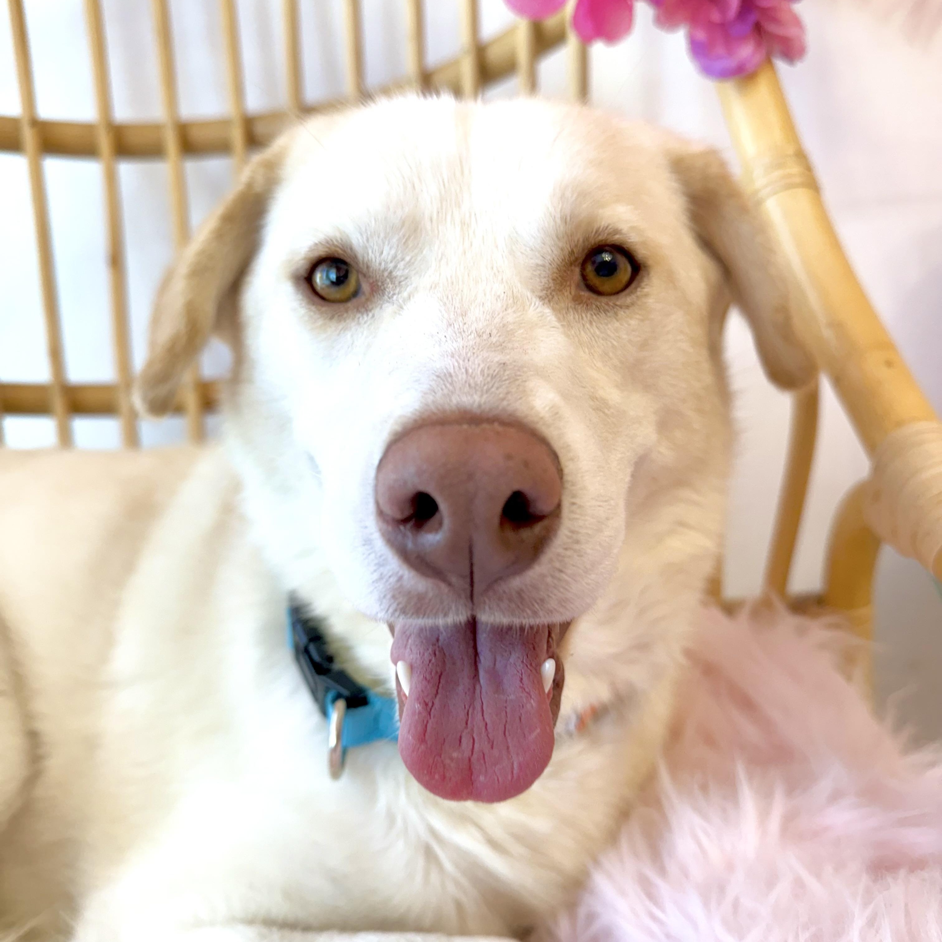 Enlarge Fernie girl!, a Adopted mixed breed in el cajon, CA image 2/4