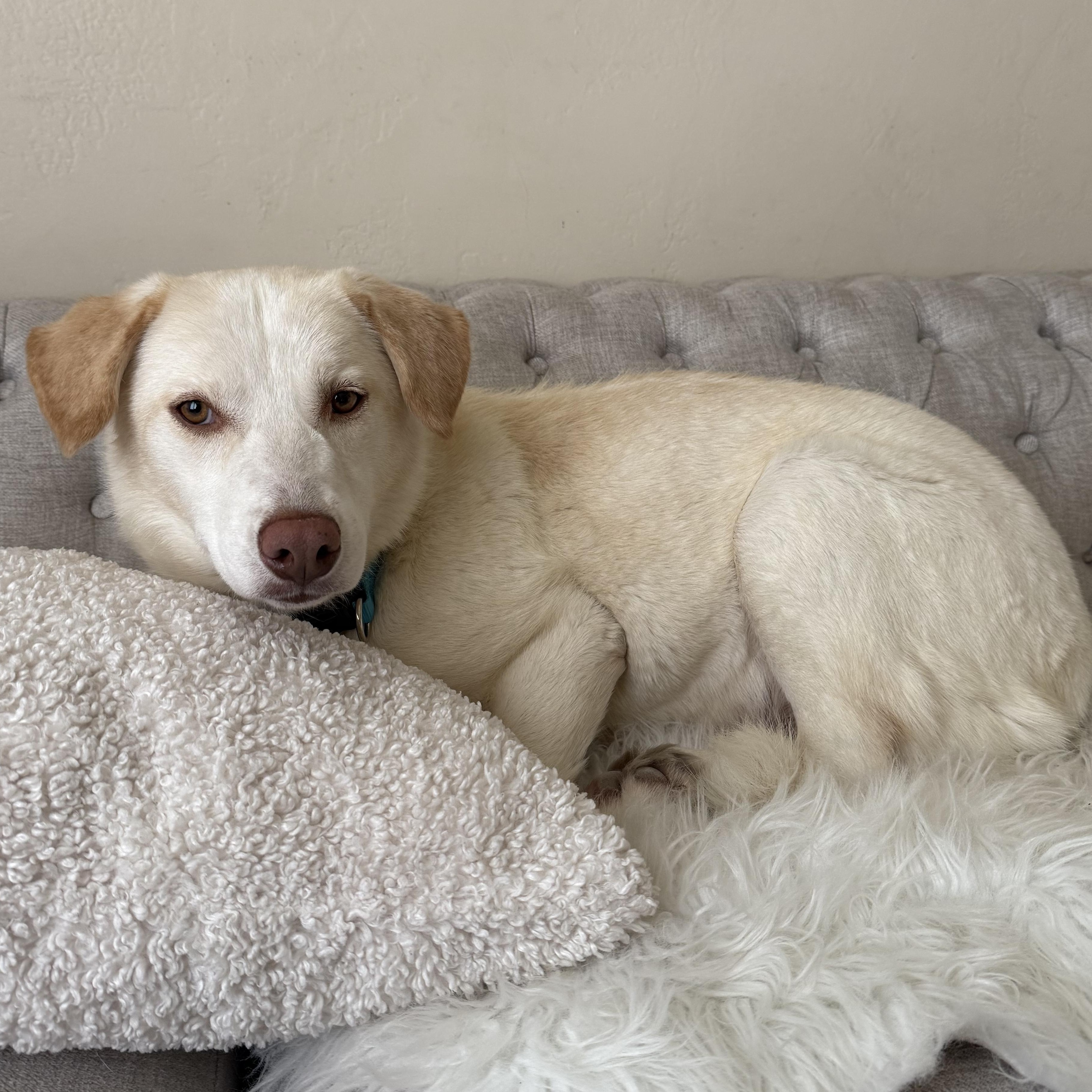 Enlarge Fernie girl!, a Adopted mixed breed in el cajon, CA image 4/4