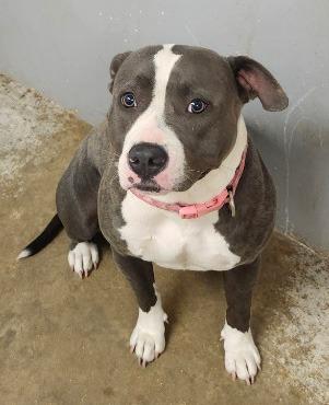 Peanut, Adoptable, Puppy Female American Staffordshire Terrier.