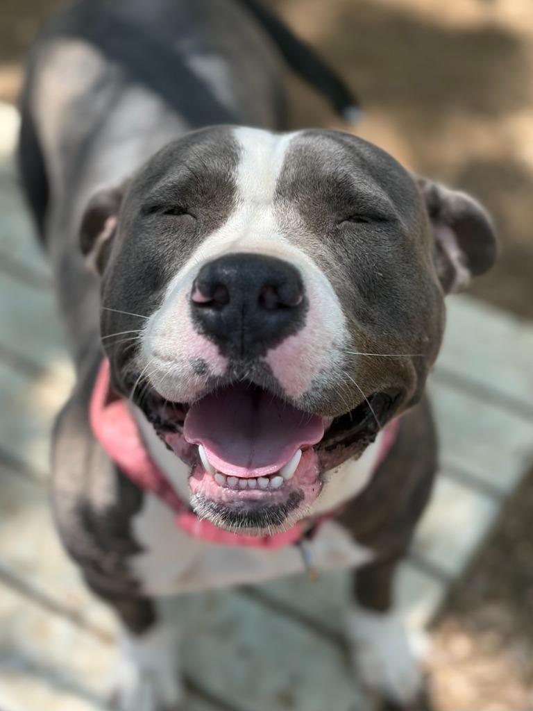 Enlarge Peanut, a Adoptable American Staffordshire Terrier in Lockhart, TX image 2/4