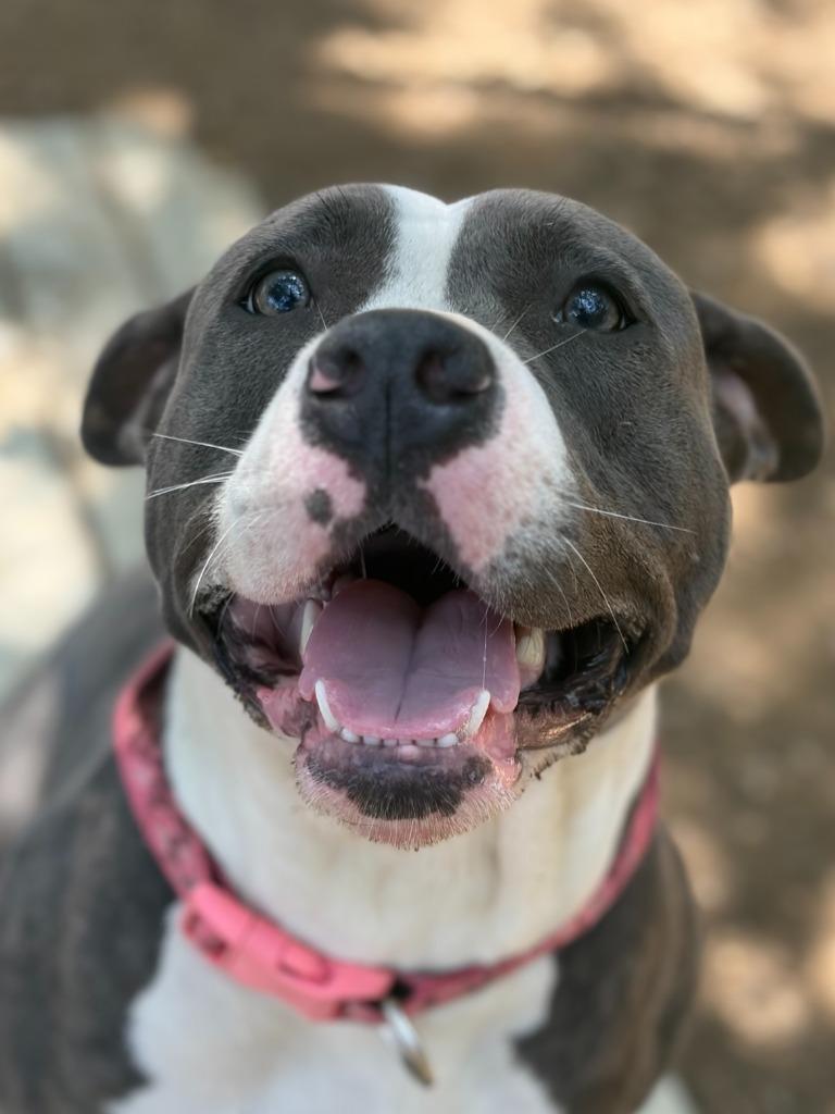 Enlarge Peanut, a Adoptable American Staffordshire Terrier in Lockhart, TX image 3/4