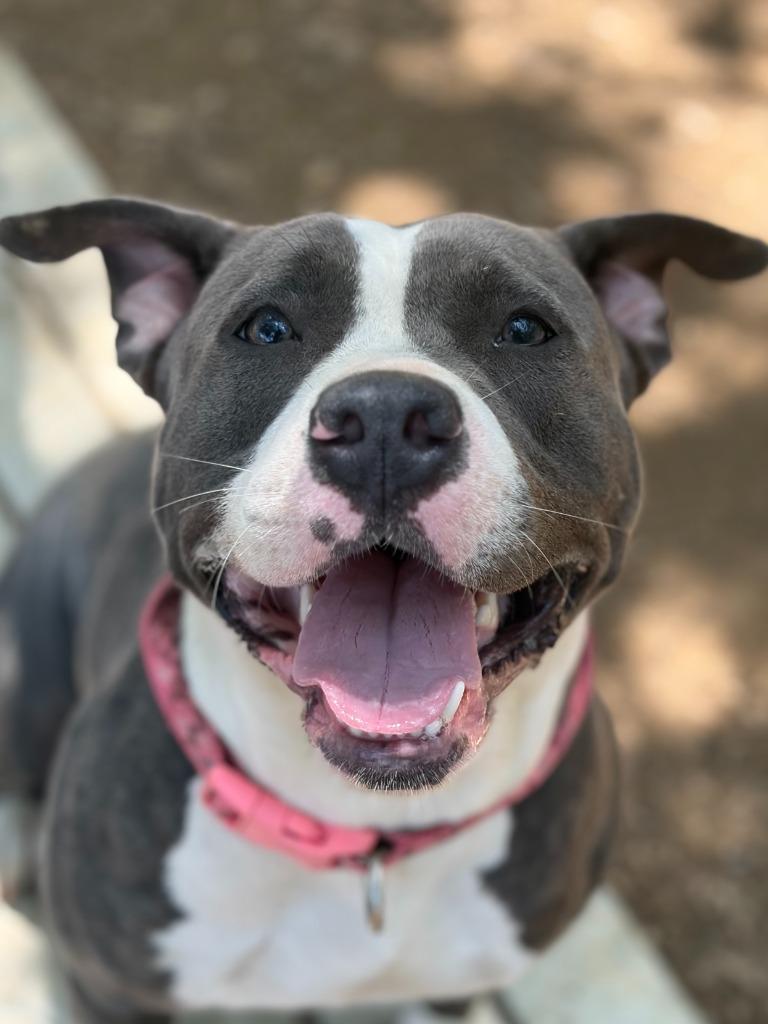 Enlarge Peanut, a Adoptable American Staffordshire Terrier in Lockhart, TX image 4/4