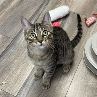 Clark, adopted, Kitten Male Tabby & Domestic Short Hair.