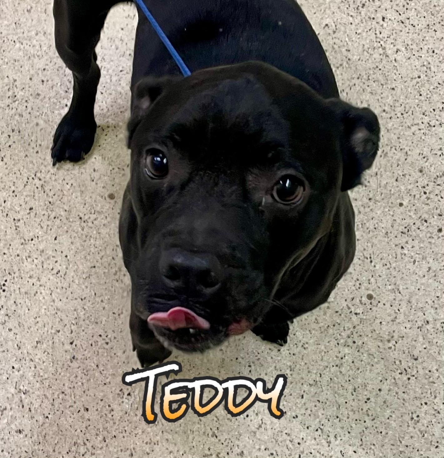 Teddy