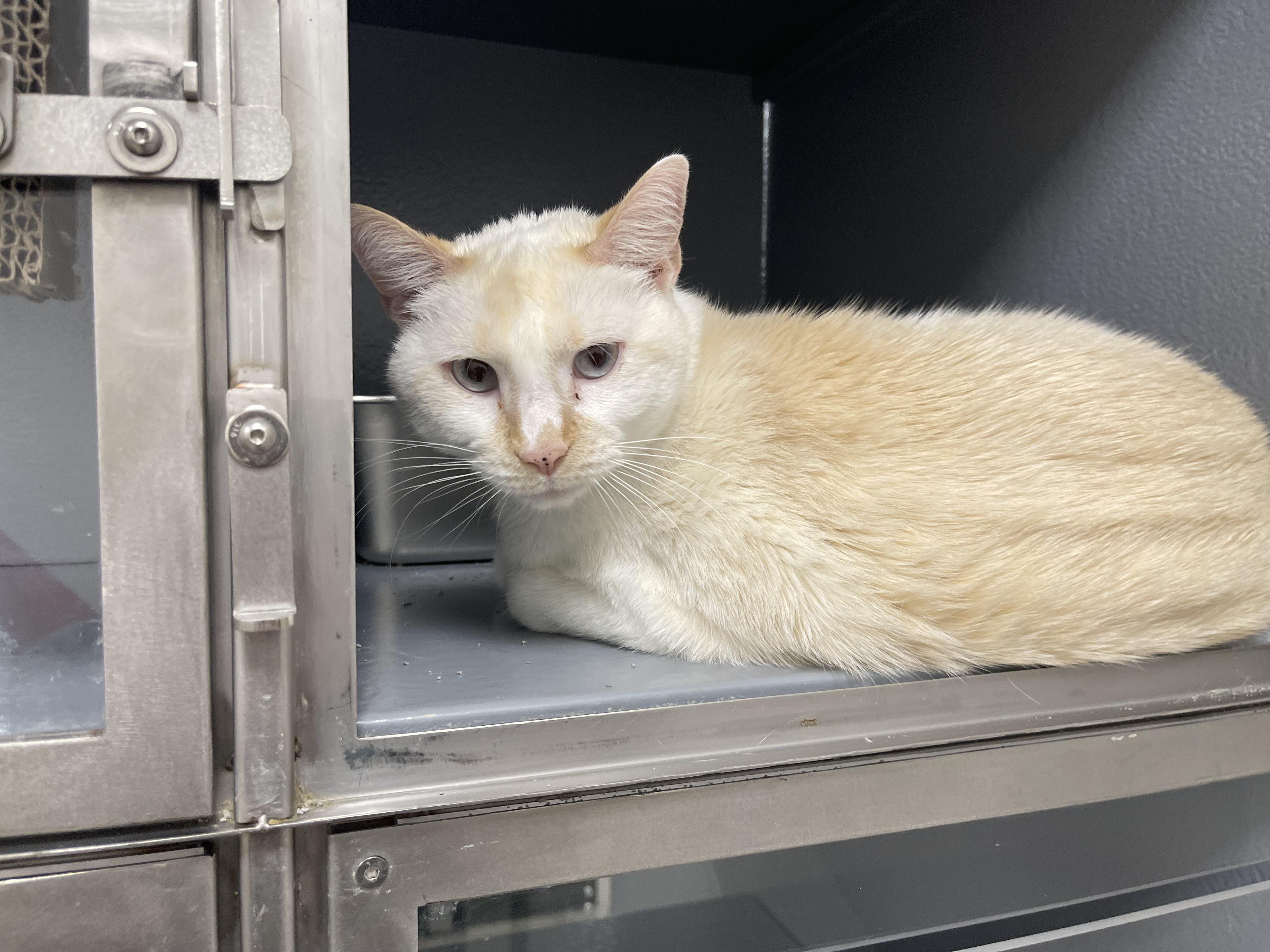 Maxie, a ADOPTABLE Siamese in Highland, IN image 2/2