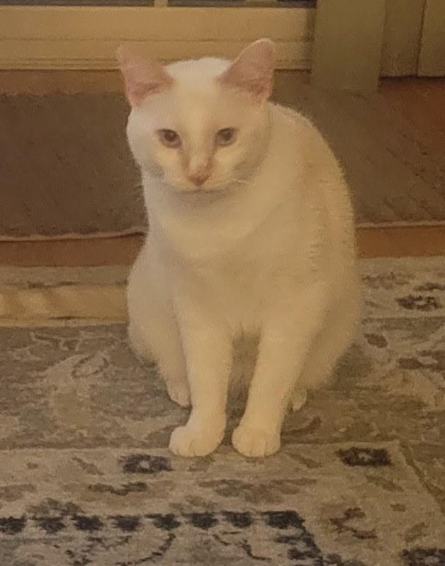Maxie, a ADOPTABLE Siamese in Highland, IN image 1/2
