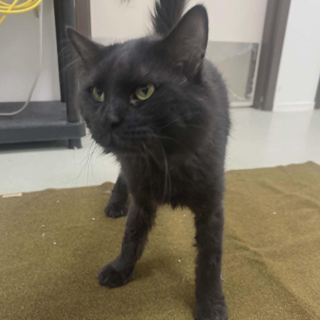 Enlarge Travis, a Adoptable Domestic Long Hair in Ballston Spa, NY image 1/6