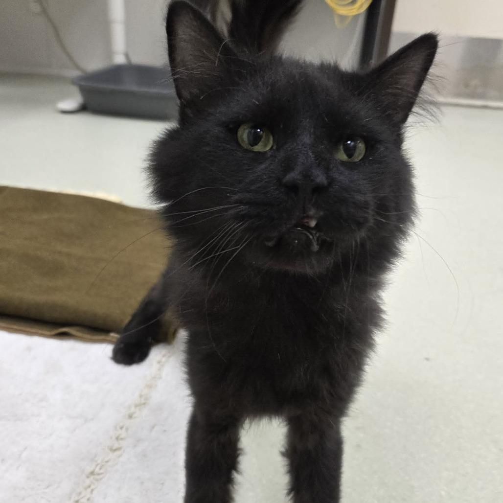 Enlarge Travis, a Adoptable Domestic Long Hair in Ballston Spa, NY image 2/6