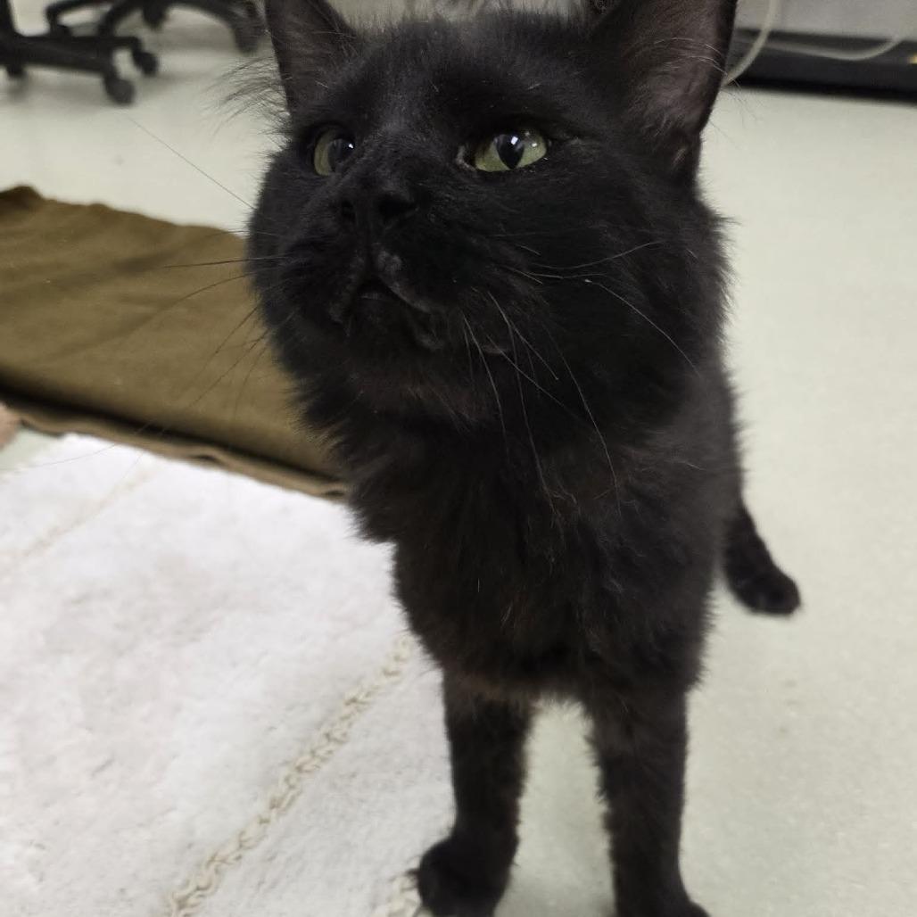 Enlarge Travis, a Adoptable Domestic Long Hair in Ballston Spa, NY image 3/6