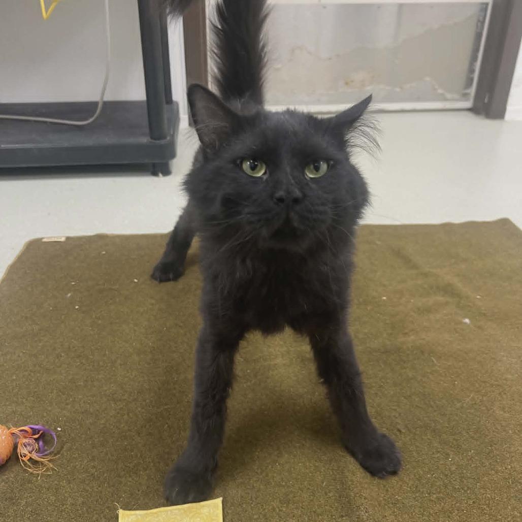 Enlarge Travis, a Adoptable Domestic Long Hair in Ballston Spa, NY image 4/6