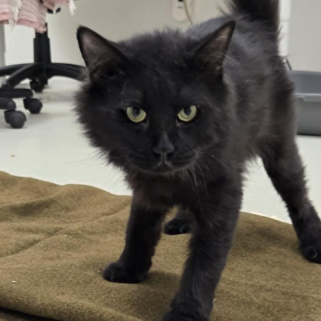 Enlarge Travis, a Adoptable Domestic Long Hair in Ballston Spa, NY image 5/6