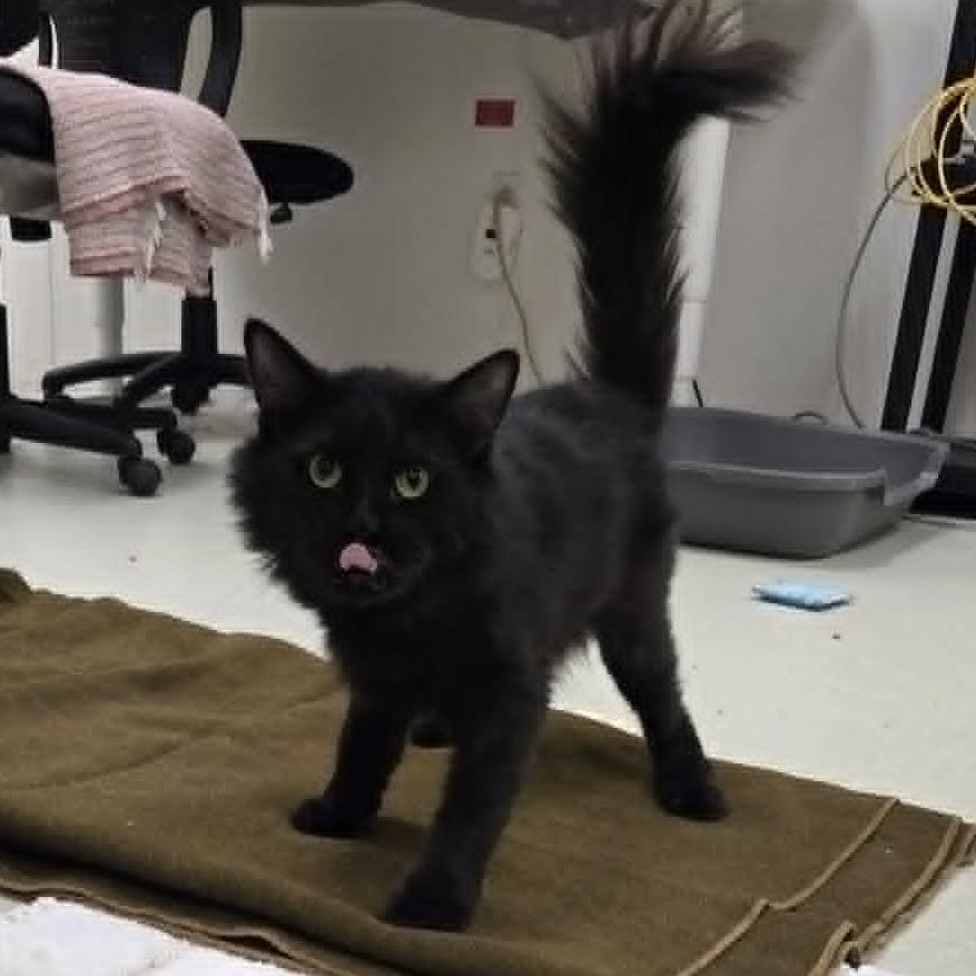 Enlarge Travis, a Adoptable Domestic Long Hair in Ballston Spa, NY image 6/6