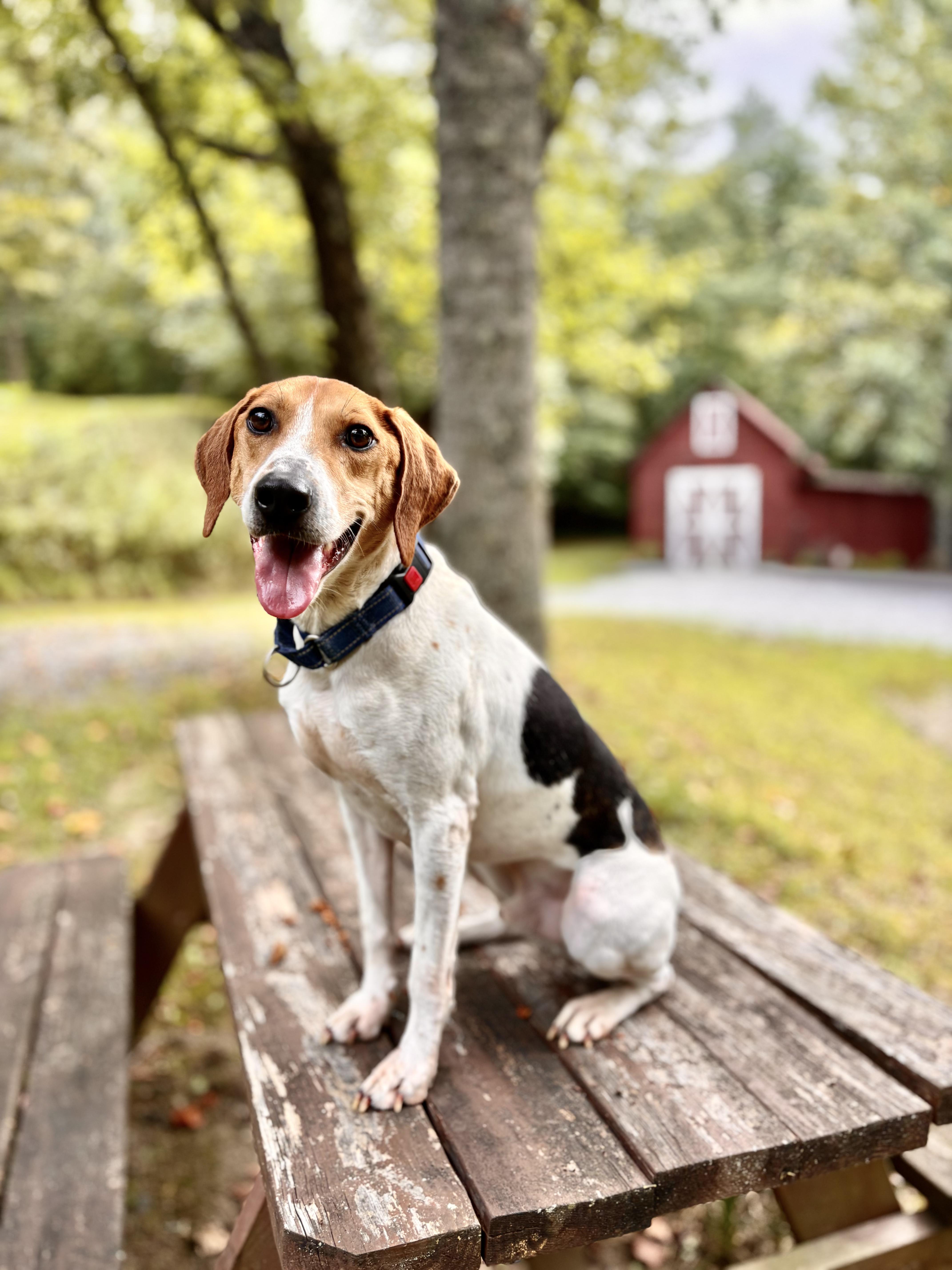 Enlarge Joe, a Adoptable mixed breed in Ellijay, GA image 1/1