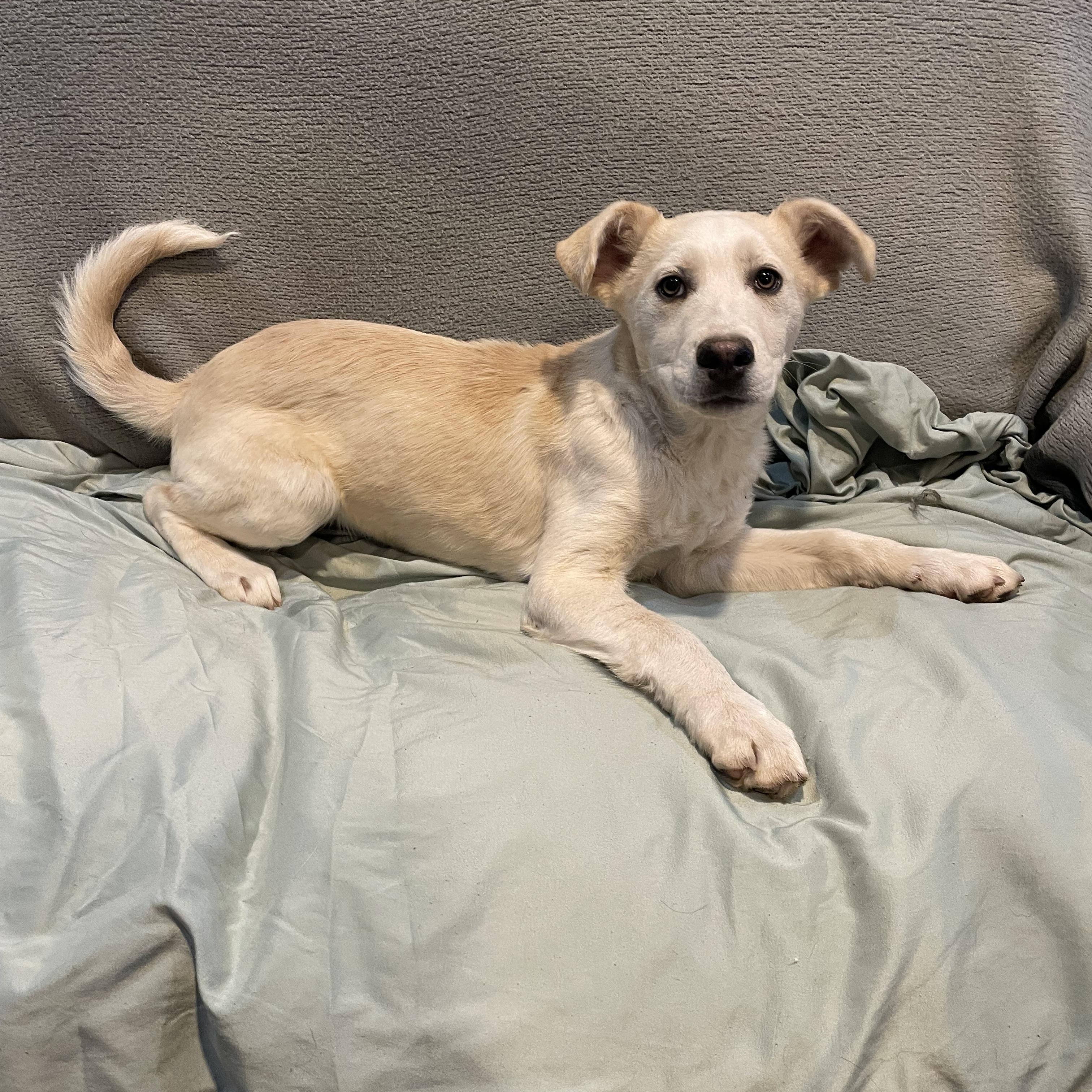Enlarge Rex , a ADOPTABLE German Shepherd Dog in Phoenix, AZ image 2/4