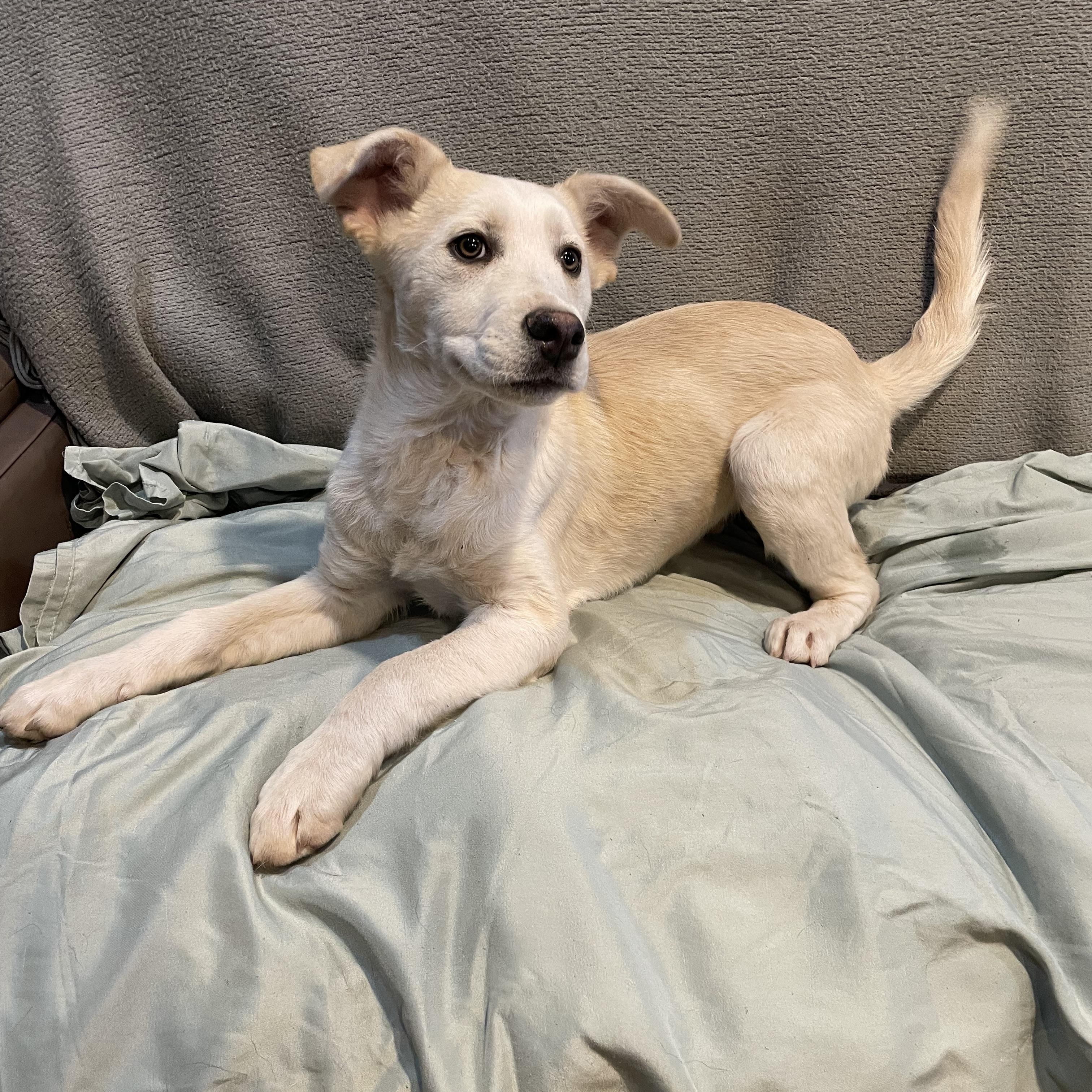 Enlarge Rex , a ADOPTABLE German Shepherd Dog in Phoenix, AZ image 4/4