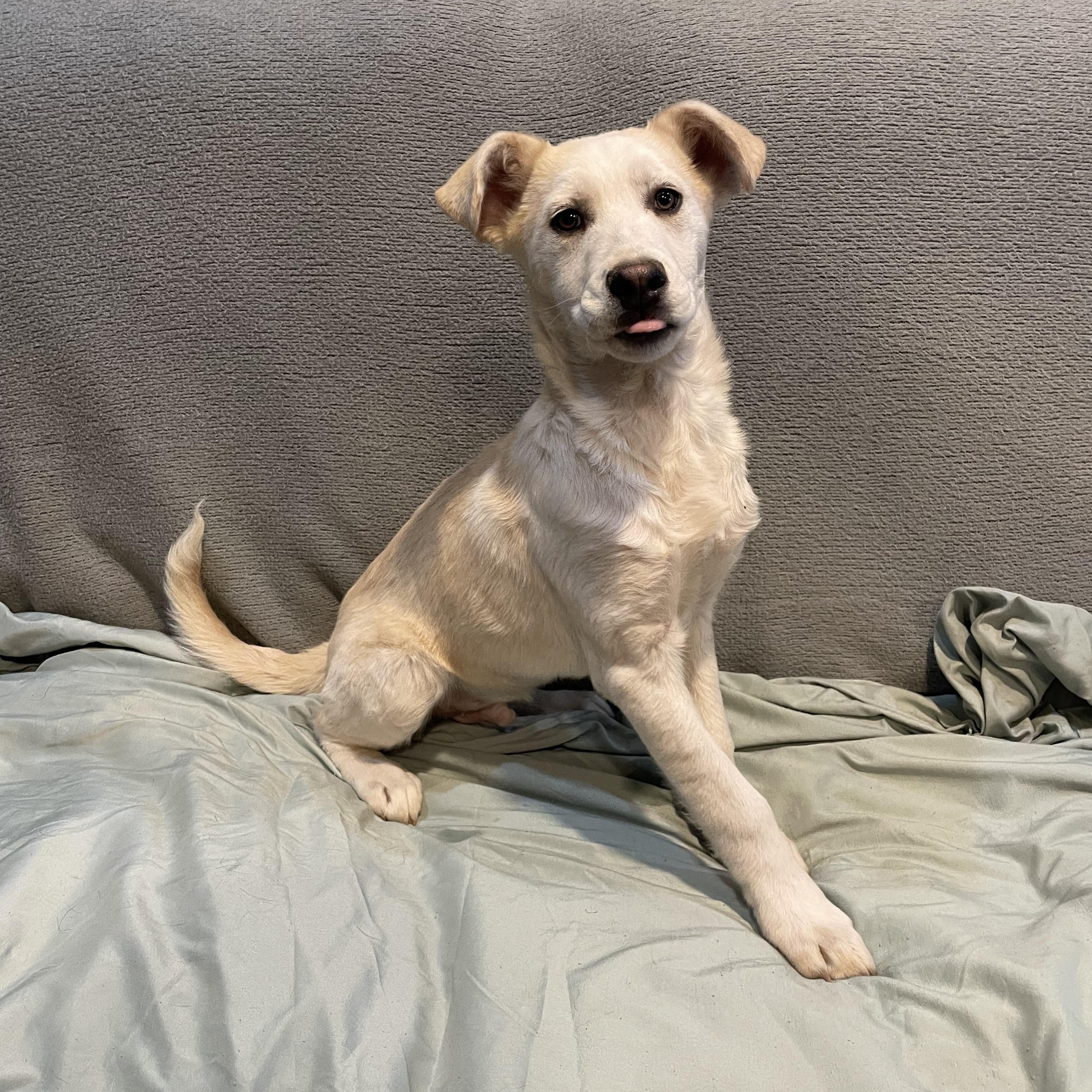 Rex , ADOPTABLE, Young Male German Shepherd Dog.