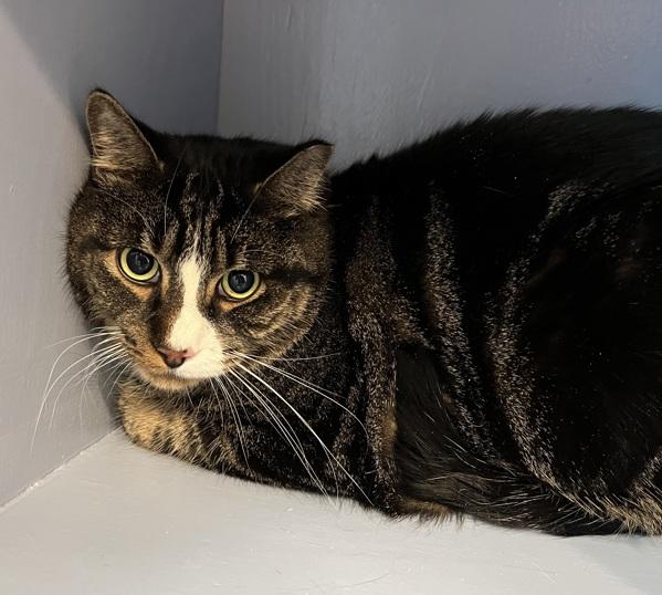 Cuddles, Adoptable, Adult Male Domestic Short Hair.