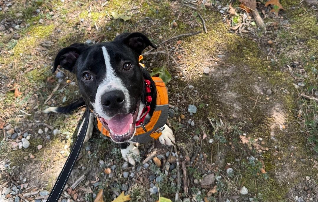 Enlarge Chance, a Adoptable mixed breed in Colonial Heights, VA image 1/5