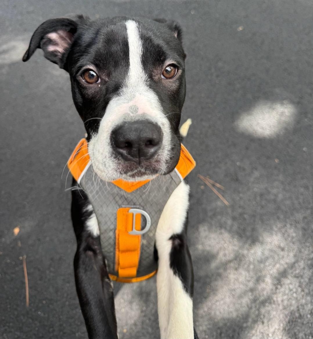 Enlarge Chance, a Adoptable mixed breed in Colonial Heights, VA image 4/5